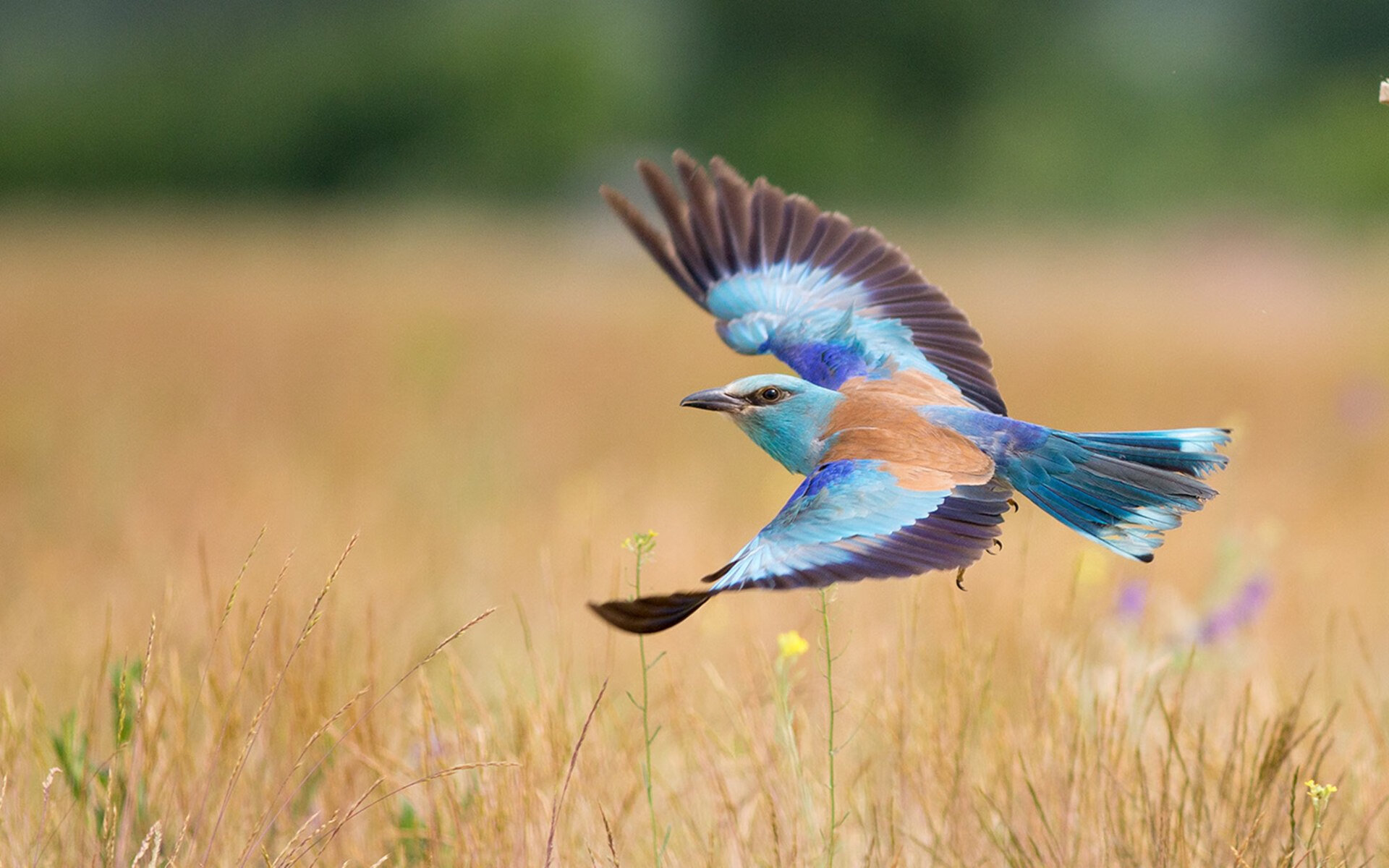 新秩序？灰熊击溃太阳，世界排名焦点战掀起风暴