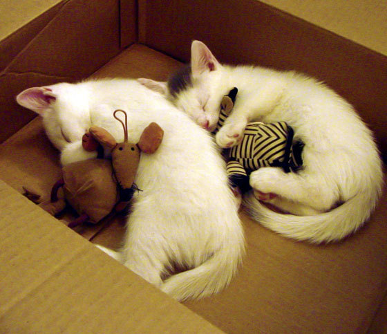 年度焦点之战,莱比锡红牛爆冷击败威尔士,足球世界的震撼一夜