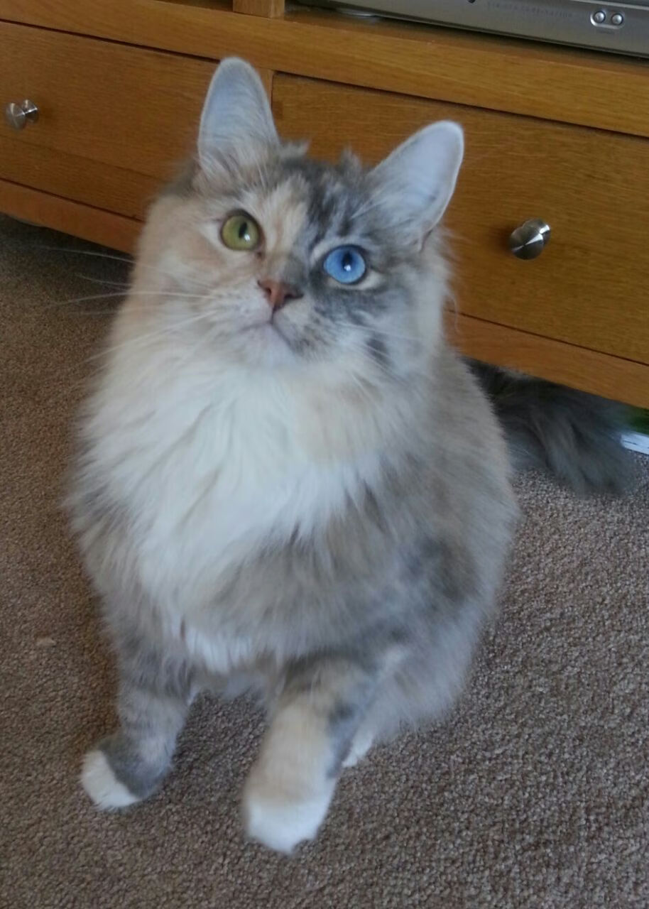 东决关键夜!文班亚马献出‘无解’表现