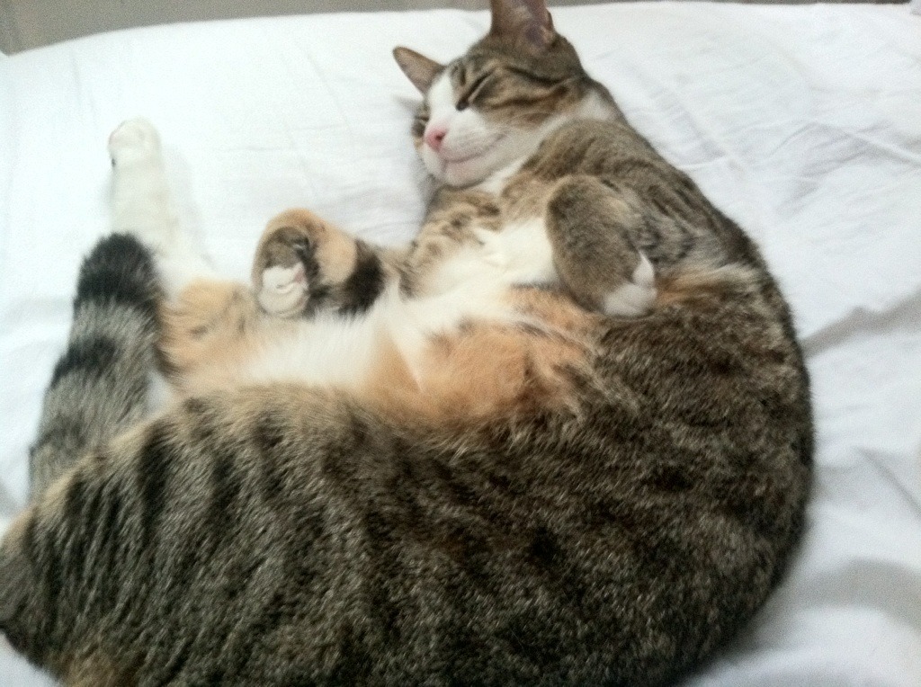 欧冠淘汰赛焦点战，尼克斯战术压制新疆队，篮球跨洲际战术博弈