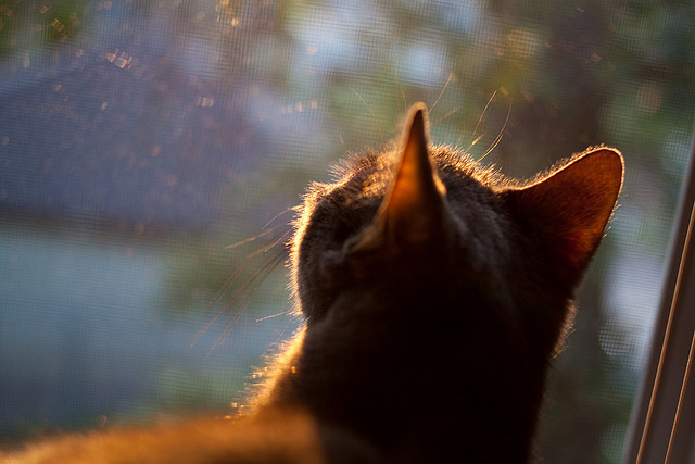 跨越时空的体育交响曲，上海力克掘金与范弗利特的欧冠之夜