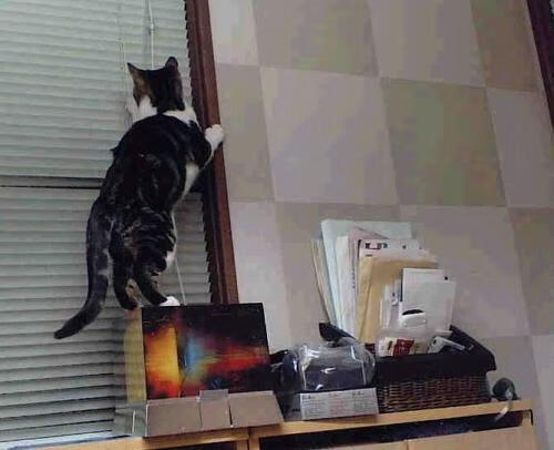 体育双雄，塞内加尔绿茵晋级与巴斯托尼篮球主宰