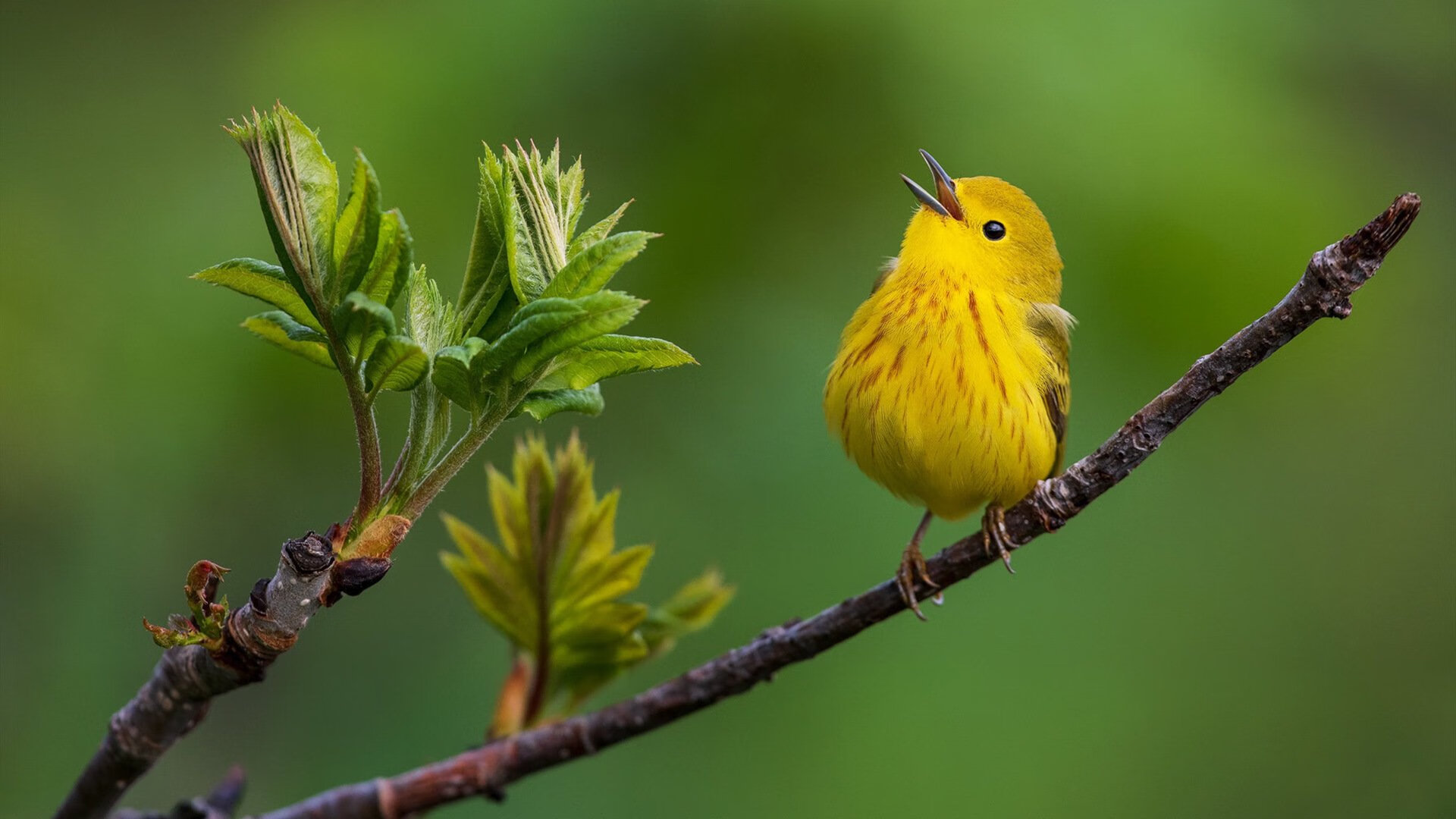 终场魔咒,哈利伯顿致命三分锁定胜局