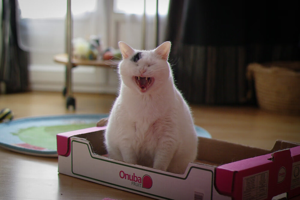 41岁的神迹,莫德里奇加时绝响,却成非洲风暴的悲怆注脚