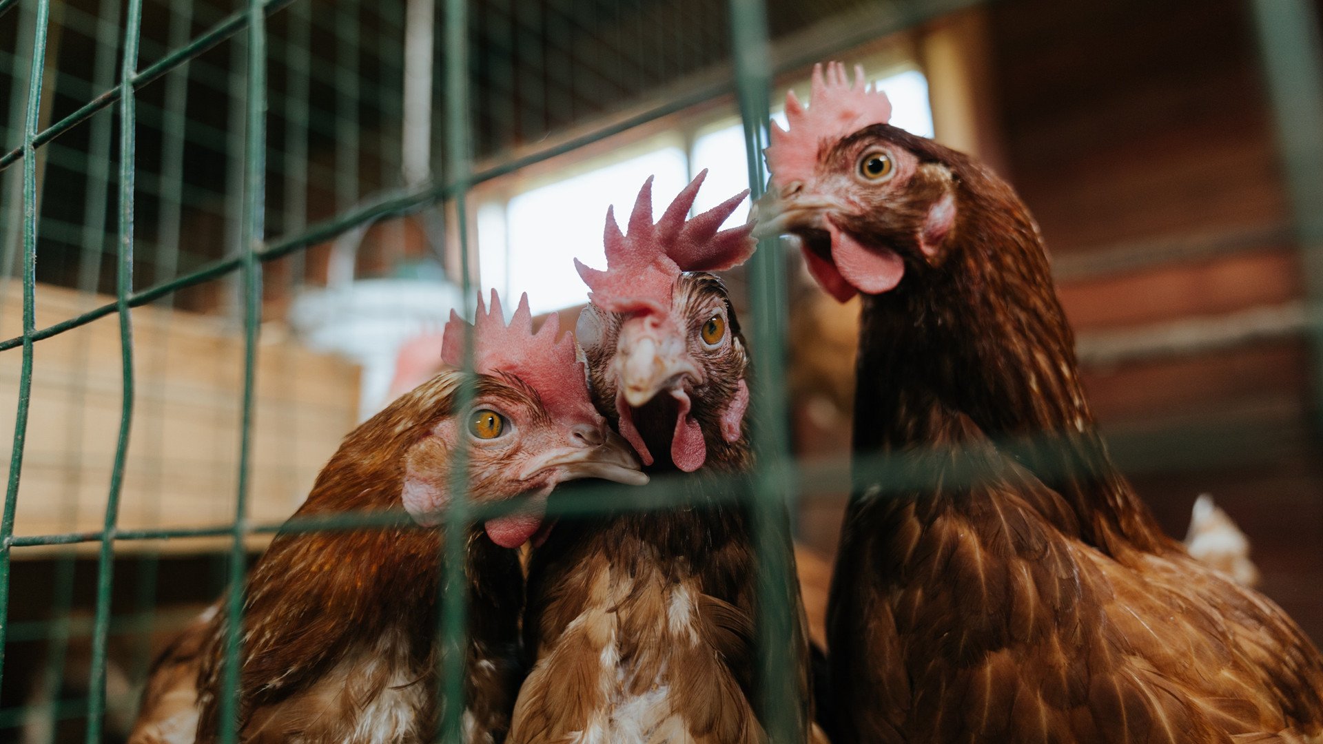 铁壁拉亚一战封神,阿森纳零封锁定英超争冠咽喉