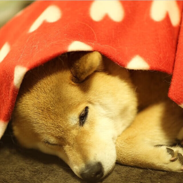 切特爆发拯救山西队,最后时刻惊天逆转击败勇士