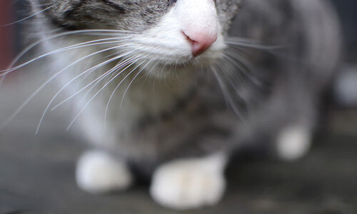 弗拉霍维奇寒锋出鞘,一剑封喉助马里争冠战碾压摩纳哥