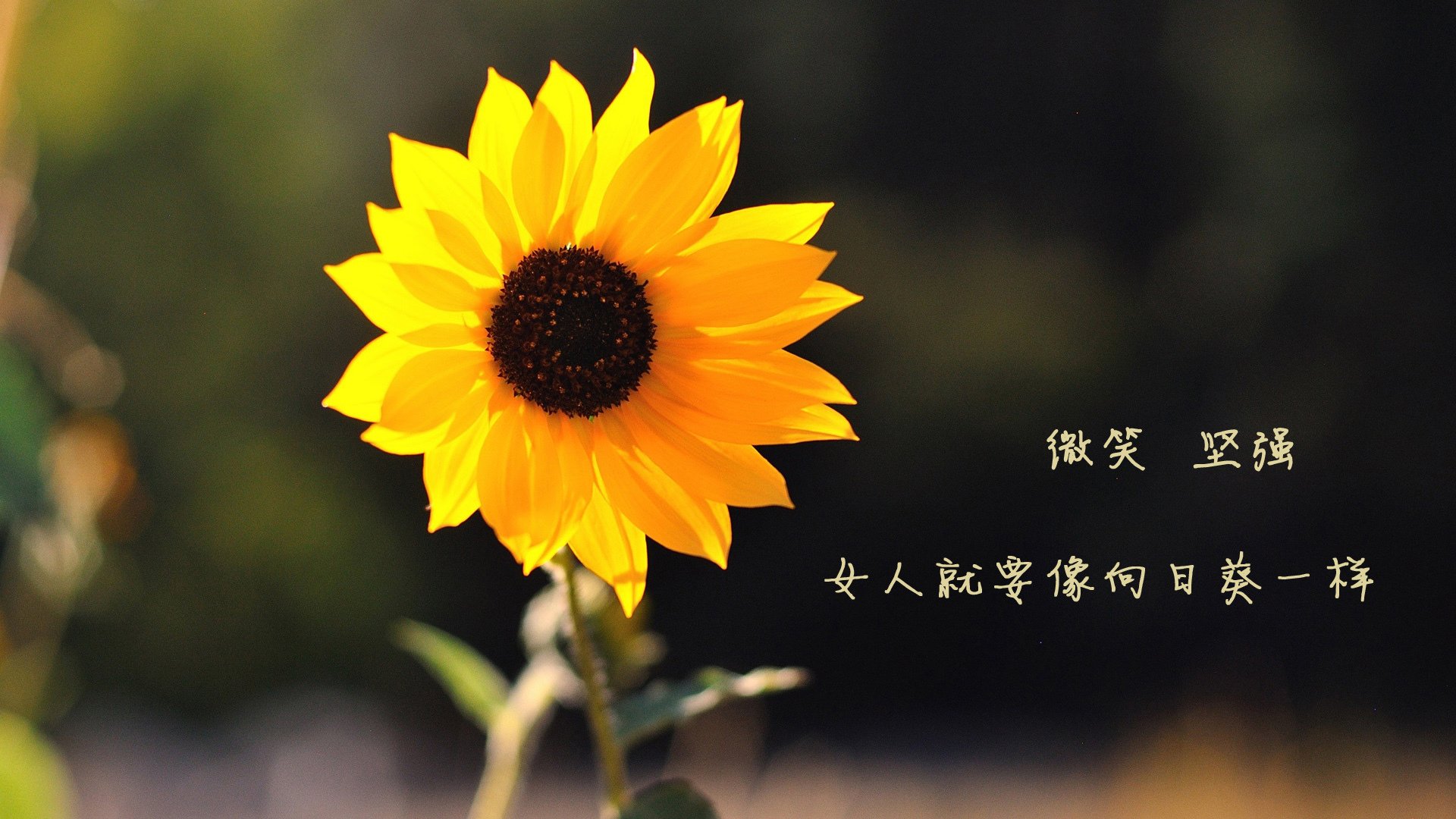 节奏掌控的艺术，浙江队仿雄鹿之道，浓眉在意甲焦点战中的统治力