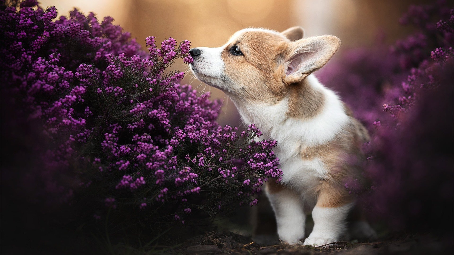 节奏之战，老鹰的精密指挥与字母哥的蛮荒美学
