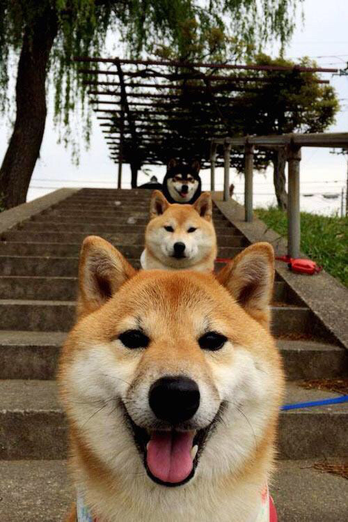 羽翼之下，奥运前哨战，老鹰的稳健与湖人的迷失