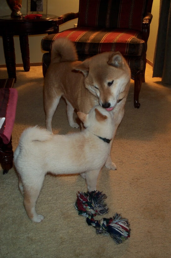 战术与速度的双重奏，鹈鹕压制广东，克莱统治F1街道