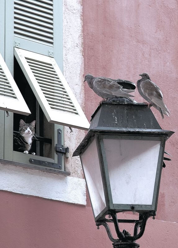 独行侠熄火之夜，德罗赞的利刃与太阳的胜利法则