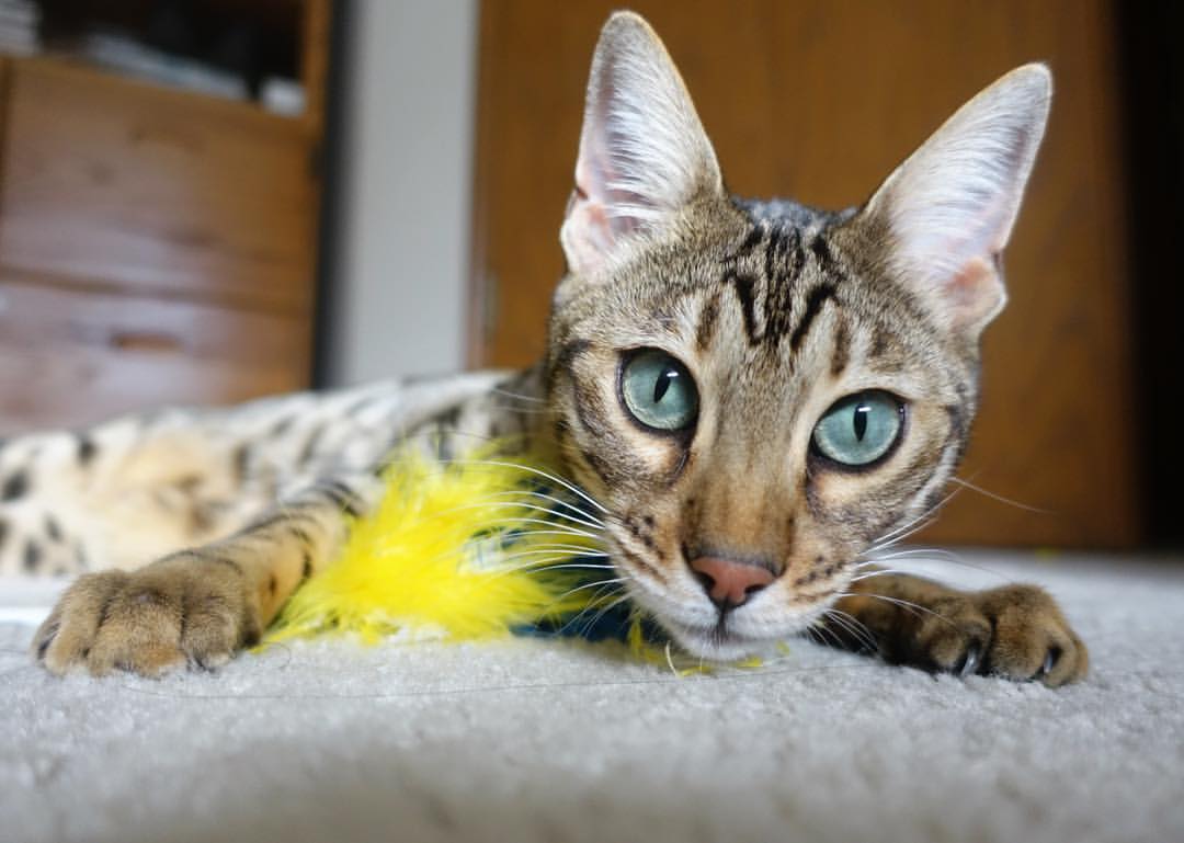 末节狂澜！山西队惊天逆转魔术，莫兰特展现冠军之心