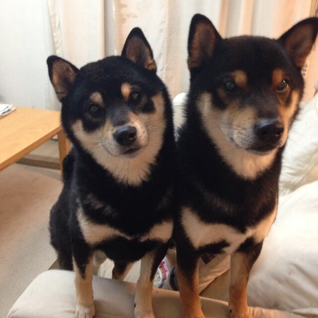 末节之王与禁区巨兽，快船逆袭与戈贝尔的统治时刻