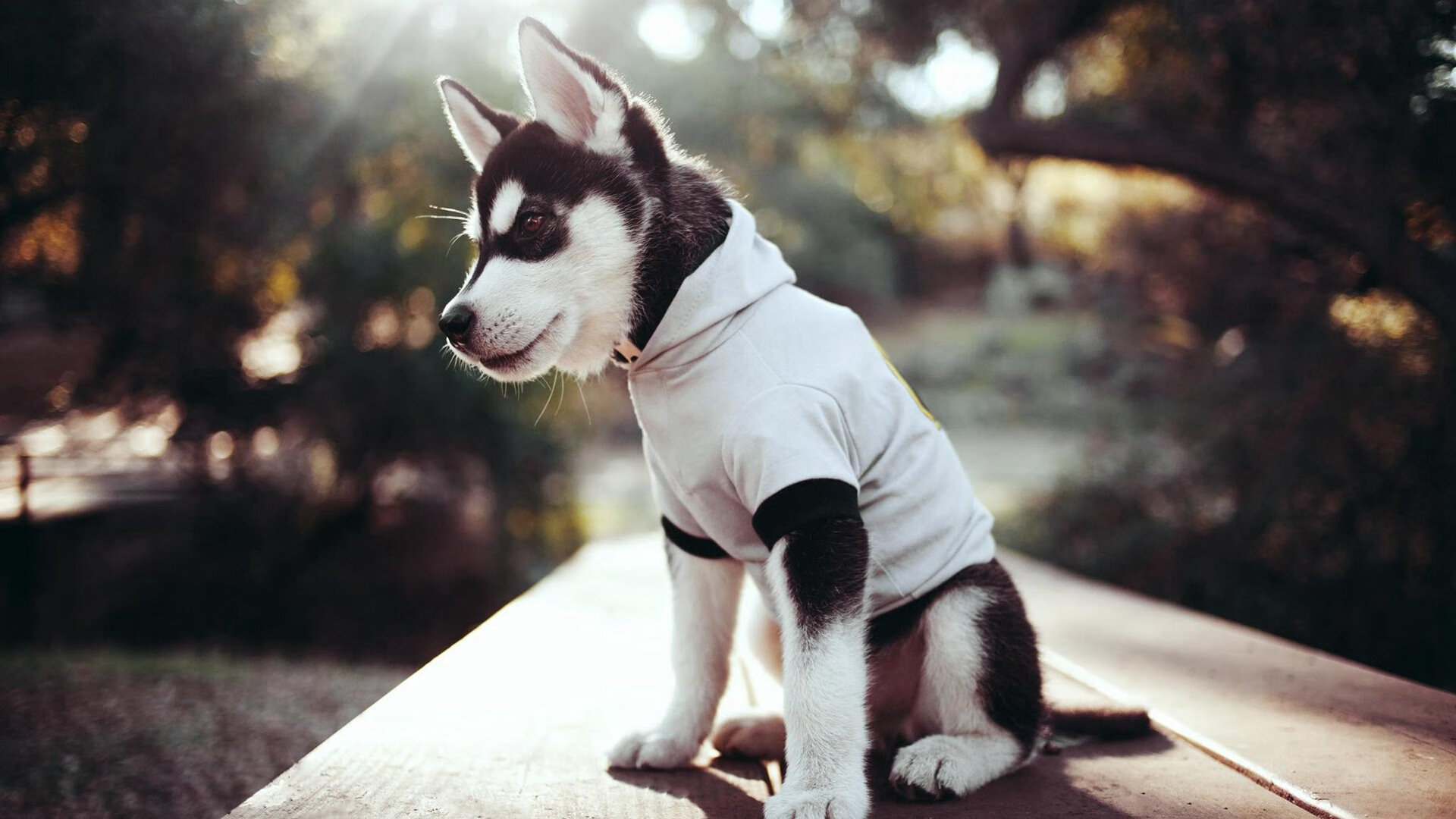 巴斯托尼，当圣马梅斯的灯光亮起，他在世界舞台雕刻永恒