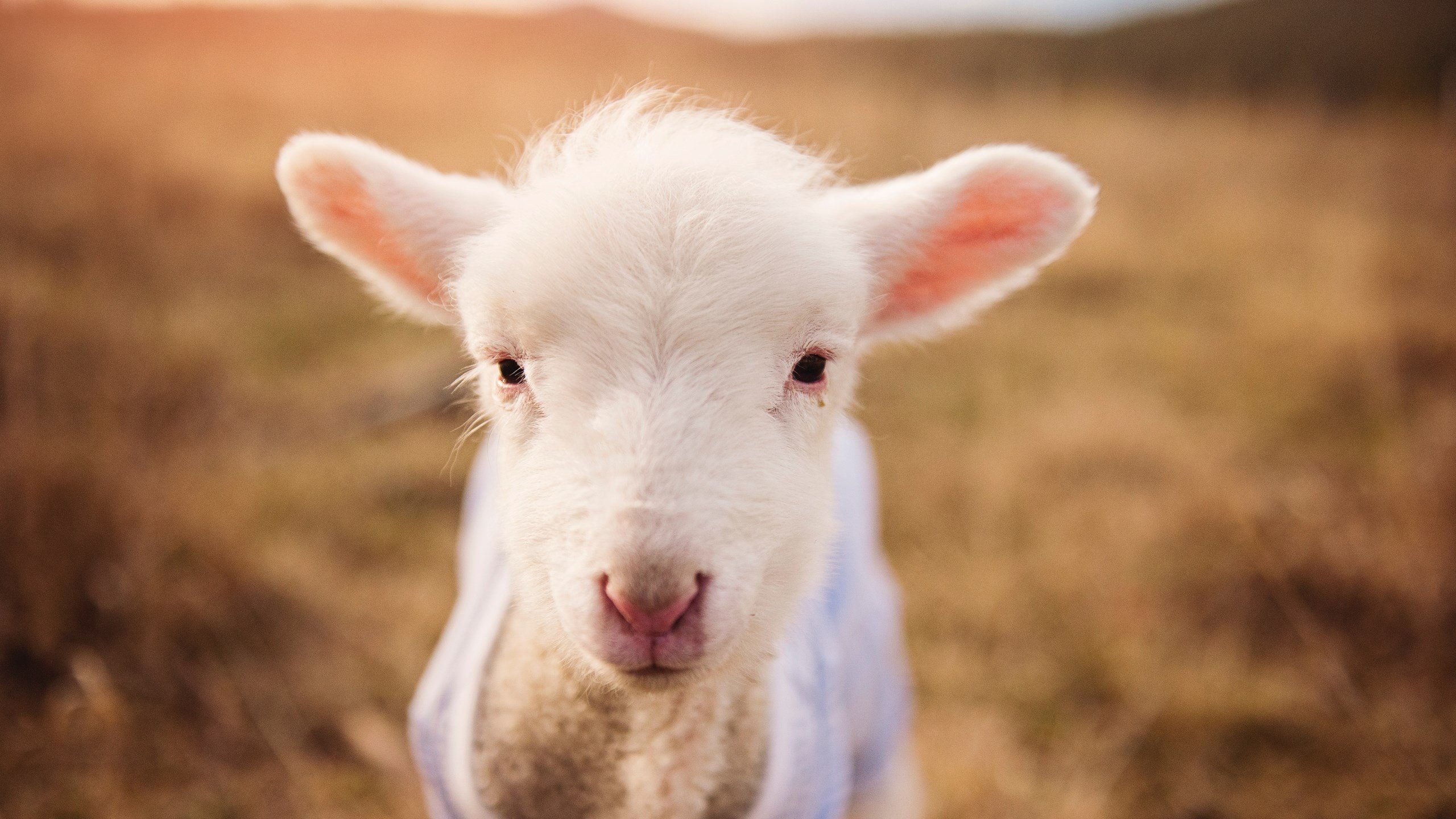 开云体育登录-封锁与突围，当秘鲁的隐喻遇上苏亚雷斯的欧冠之夜