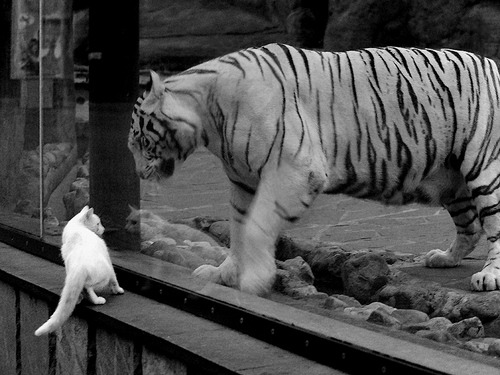 突围之夜，阿坎吉化身橙衣军团的定海神针